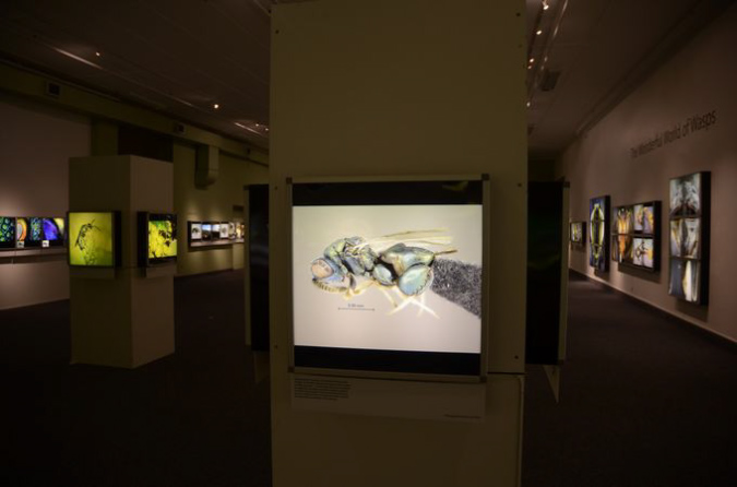 Wasp_exhibition__DSC3498